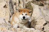 AKITA INU 243